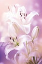 white lilies on pastel purple background close up Royalty Free Stock Photo