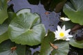 The White Lilies in a pond surrounded by its leaves Royalty Free Stock Photo