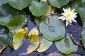 The White Lilies in a pond surrounded by its leaves Royalty Free Stock Photo