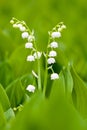 White lilies