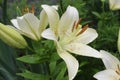 White lilies washed by summer rain. Drops of water lie on delicate flower petals Royalty Free Stock Photo