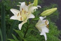 White lilies washed by summer rain. Drops of water lie on delicate flower petals Royalty Free Stock Photo