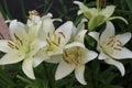 White lilies washed by summer rain. Drops of water lie on delicate flower petals Royalty Free Stock Photo