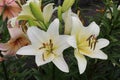 White lilies washed by summer rain. Drops of water lie on delicate flower petals Royalty Free Stock Photo