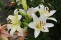 White lilies washed by summer rain. Drops of water lie on delicate flower petals Royalty Free Stock Photo