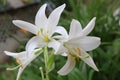 White lilies washed by summer rain. Drops of water lie on delicate flower petals Royalty Free Stock Photo