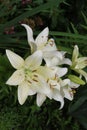 White lilies washed by summer rain. Drops of water lie on delicate flower petals Royalty Free Stock Photo