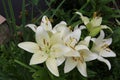 White lilies washed by summer rain. Drops of water lie on delicate flower petals Royalty Free Stock Photo