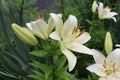 White lilies washed by summer rain. Drops of water lie on delicate flower petals Royalty Free Stock Photo