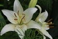 White lilies washed by summer rain. Drops of water lie on delicate flower petals Royalty Free Stock Photo