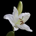 White lilium flower