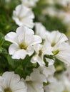 White Lilium Flower, Herbal Plants in a Garden