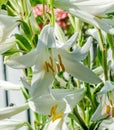 White Lilium flower (members of which are true lilies)