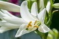 White Lilium flower (members of which are true lilies) Royalty Free Stock Photo