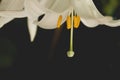 White lilium flowers close up