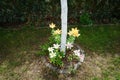 White Lilium \'Navona\' flowers, pink Lilium \'Algarve\' flowers and light orange lilies bloom in July. Royalty Free Stock Photo