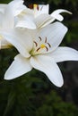 White lilium plant, blossom in the garden Royalty Free Stock Photo