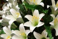 White Lillies... Royalty Free Stock Photo
