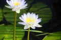 White lillies Royalty Free Stock Photo