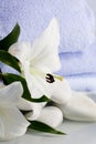 White lillies and blue towels by the water Royalty Free Stock Photo