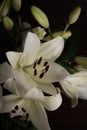 White lillies and dark background Royalty Free Stock Photo