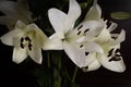 White lillies and dark background Royalty Free Stock Photo