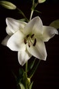 White lillies and dark background Royalty Free Stock Photo