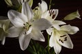 White lillies and dark background Royalty Free Stock Photo