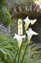 White lillies at Manorbier castle Royalty Free Stock Photo