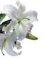 White lilly Royalty Free Stock Photo