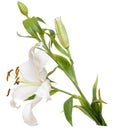 White Lilly Royalty Free Stock Photo