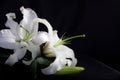 White lilly on black Royalty Free Stock Photo