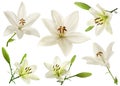 White lilly flower collection Royalty Free Stock Photo