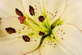 White lilly flower detail Royalty Free Stock Photo