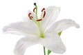 White Lilly flower Royalty Free Stock Photo