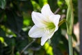 White lilly flower on natural green background,Madonna Lilly flower, Stargazer lilly Royalty Free Stock Photo