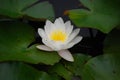 White Lilly Flower