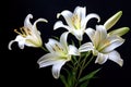 White Lilly flowers on black, Generative Ai Royalty Free Stock Photo