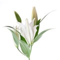 White lilly Royalty Free Stock Photo