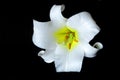 White lilly lilium on black Royalty Free Stock Photo