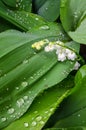 White Lilly of the valley and dew drops on green leaves Royalty Free Stock Photo