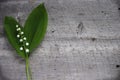 White Lilly of the Valley Royalty Free Stock Photo