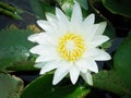 White lilly water