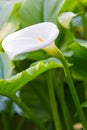 White lily Royalty Free Stock Photo