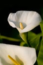 White lily Royalty Free Stock Photo