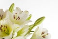 White Lily Royalty Free Stock Photo