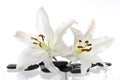 White lily Royalty Free Stock Photo