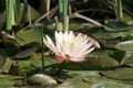 White lily Royalty Free Stock Photo