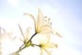 White Lily Royalty Free Stock Photo