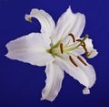 White lily